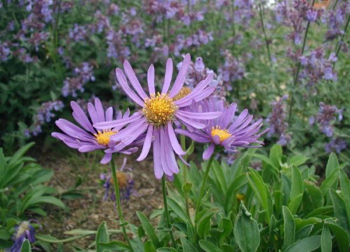 Asters