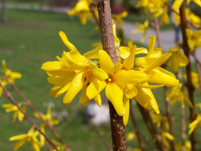 Forsythia