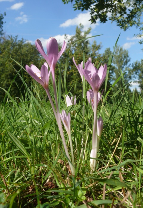 Høsttidløs