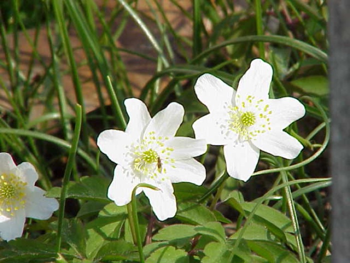 Hvid anemone