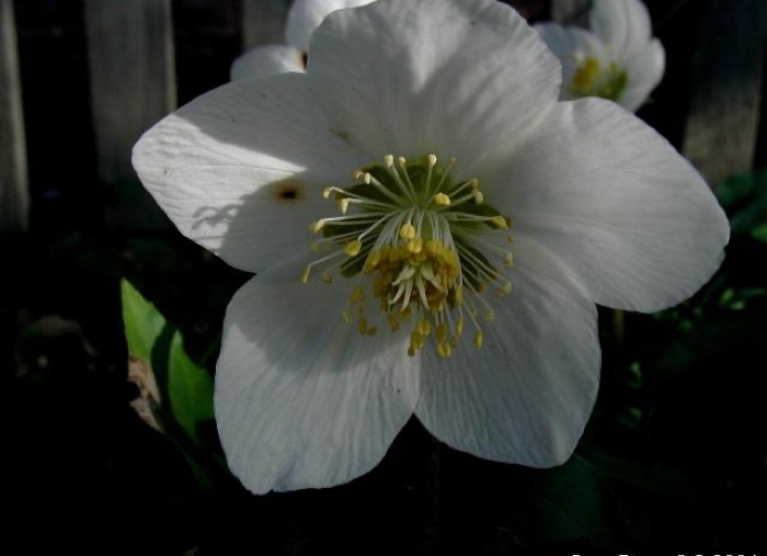 Julerose