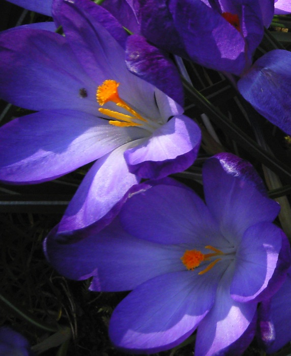 Krokus