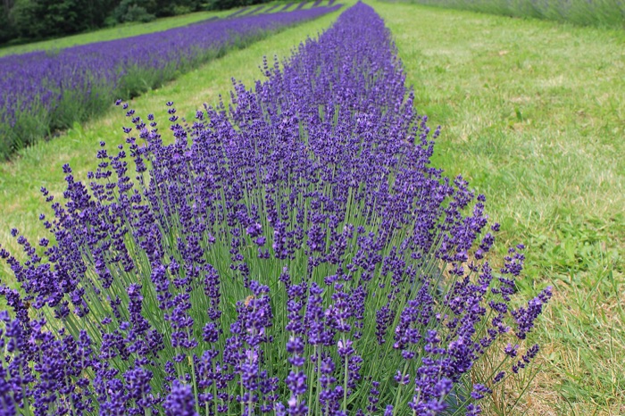Lavendel