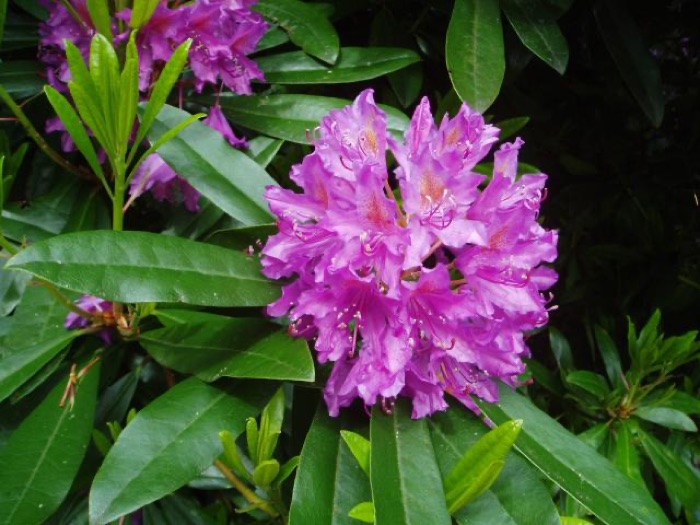 Rododendron