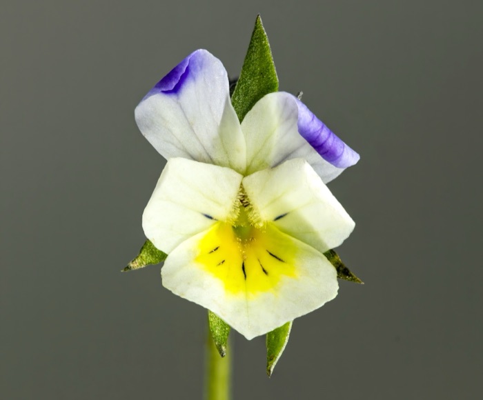 Stedmoderblomst