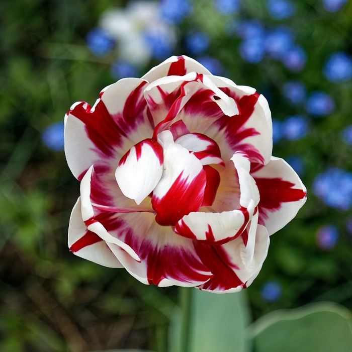 Tulipan