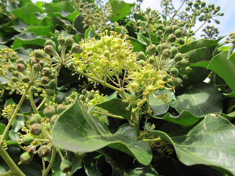 Vedbend