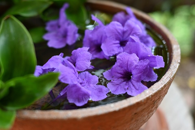 Plant sommerkrukkerne til