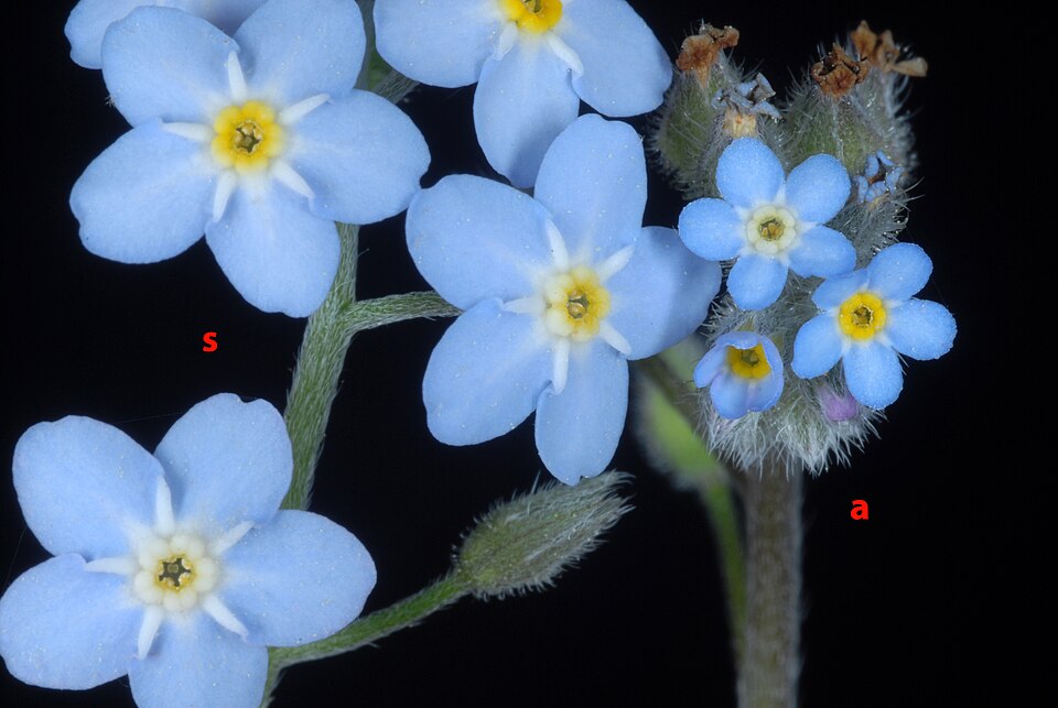 Forglemmigej, Myosotis sylvatica