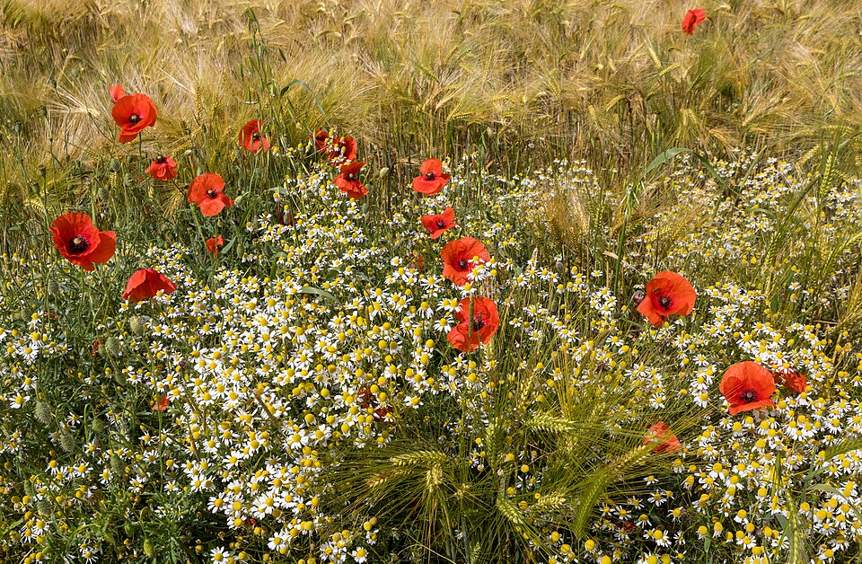 Korn-valmue, Papaver rhoeas