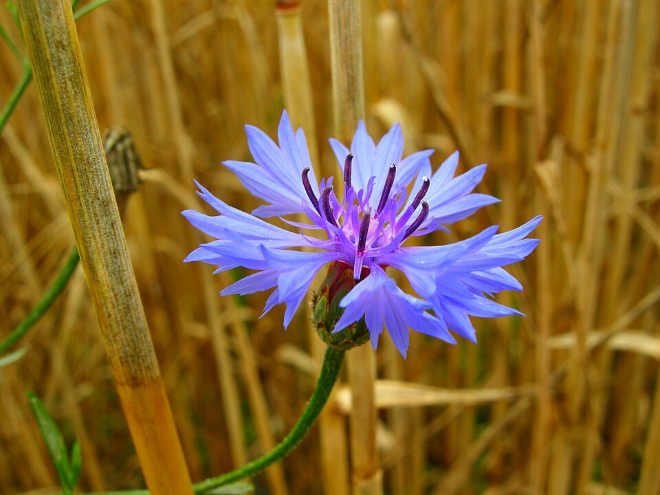 Kornblomst, Centaurea cyanus