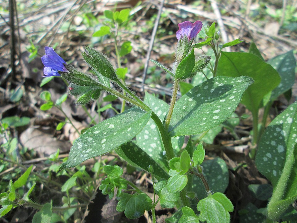 Lungeurt, Pulmonaria officinalis