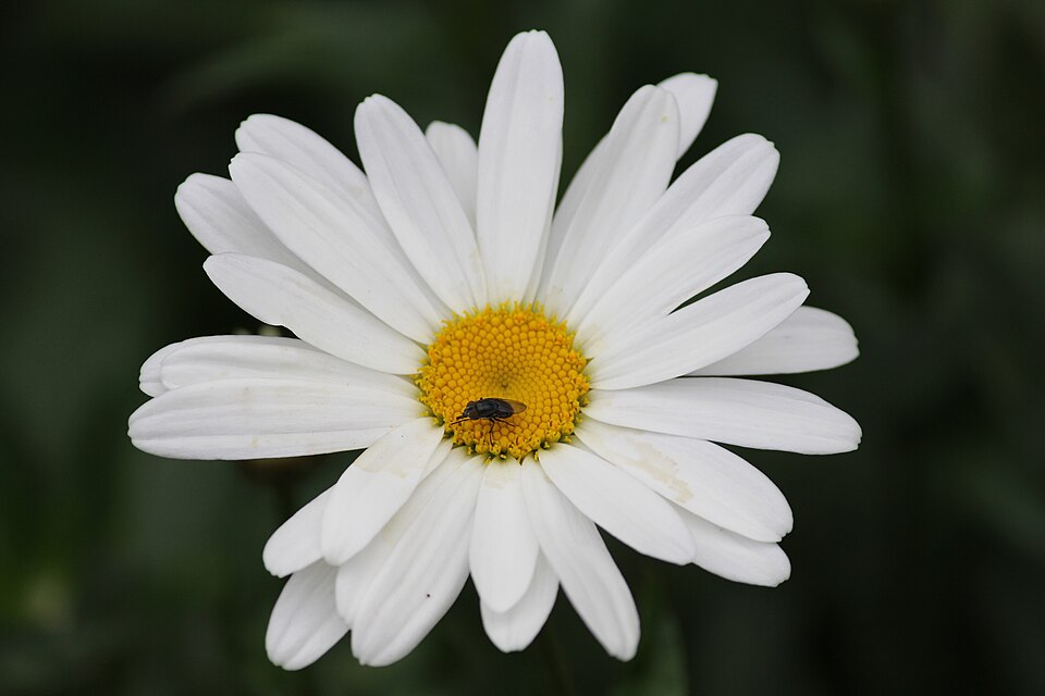 Okseøje, Leucanthemum vulgare