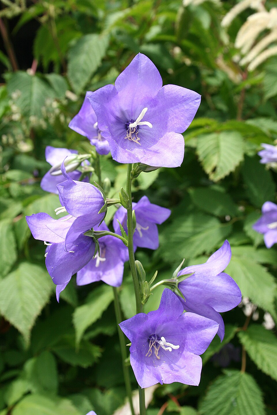 Smalbladet klokke, Campanula persicifolia