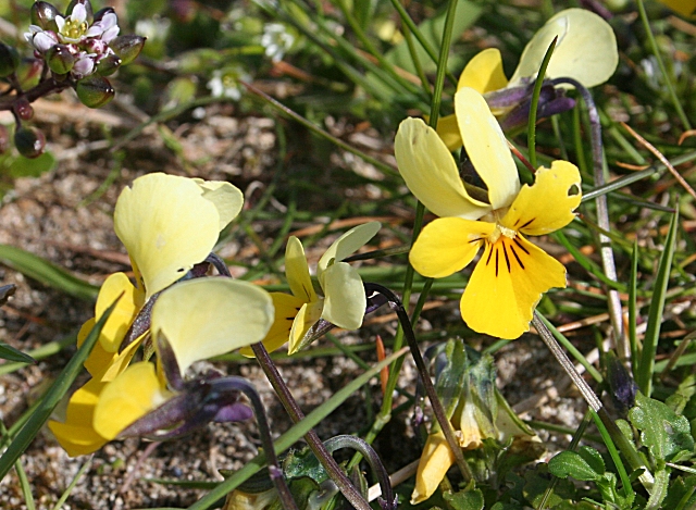 Stedmoderblomst, Viola tricolor