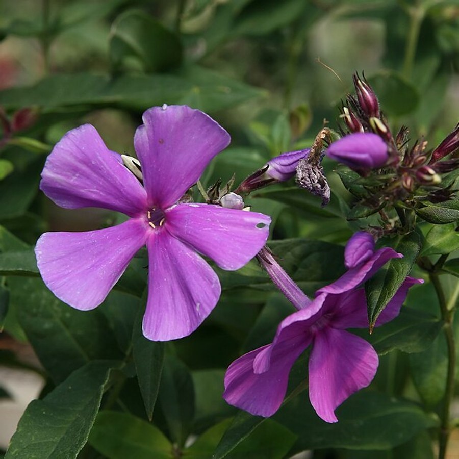 Blåviolet floks af sorten Blue Paradise