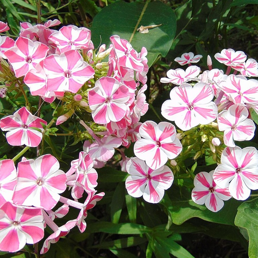 Hvid floks med pink striber, sorten Peppermint Twist
