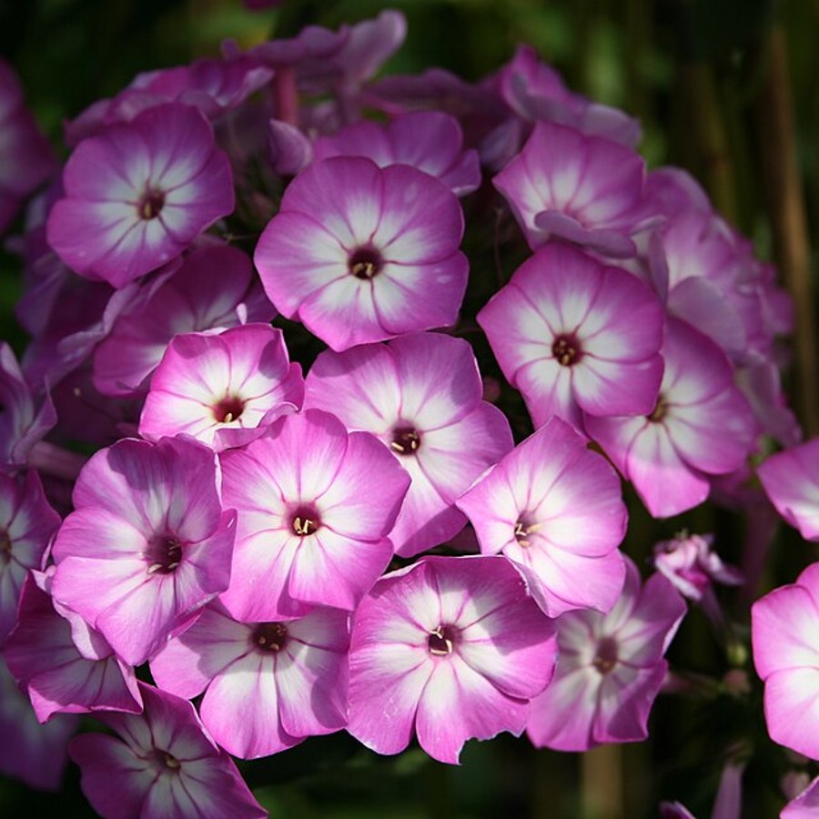 Lilla floks med hvidt øje, sorten Purple Eye Flame
