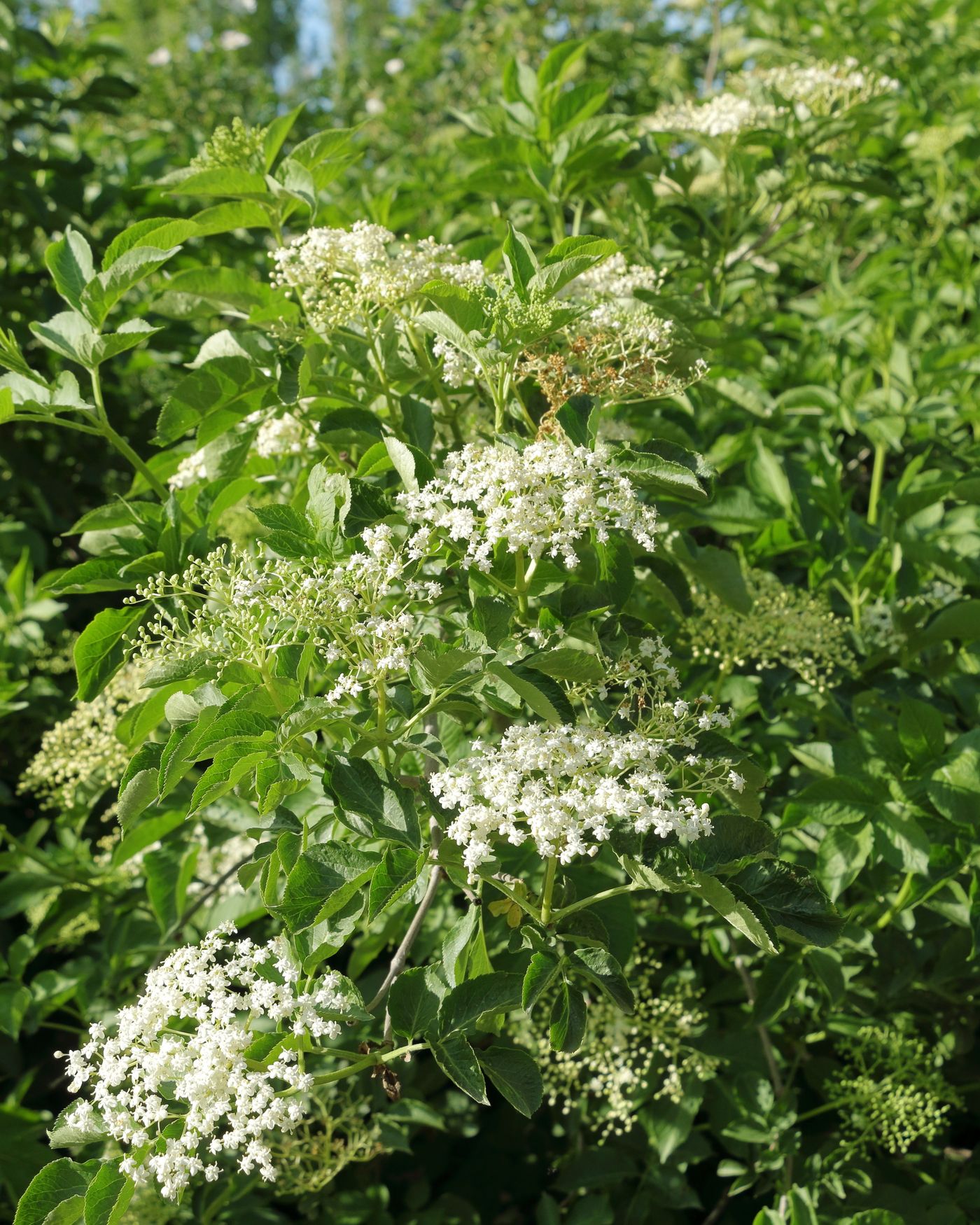 Hyldeblomst