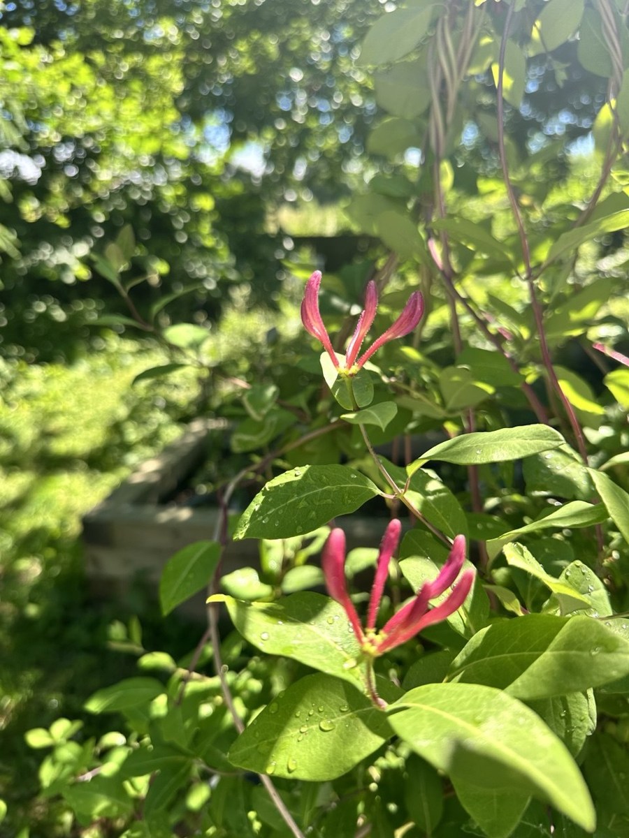 Kaprifolie i blomst med regndråber på bladene