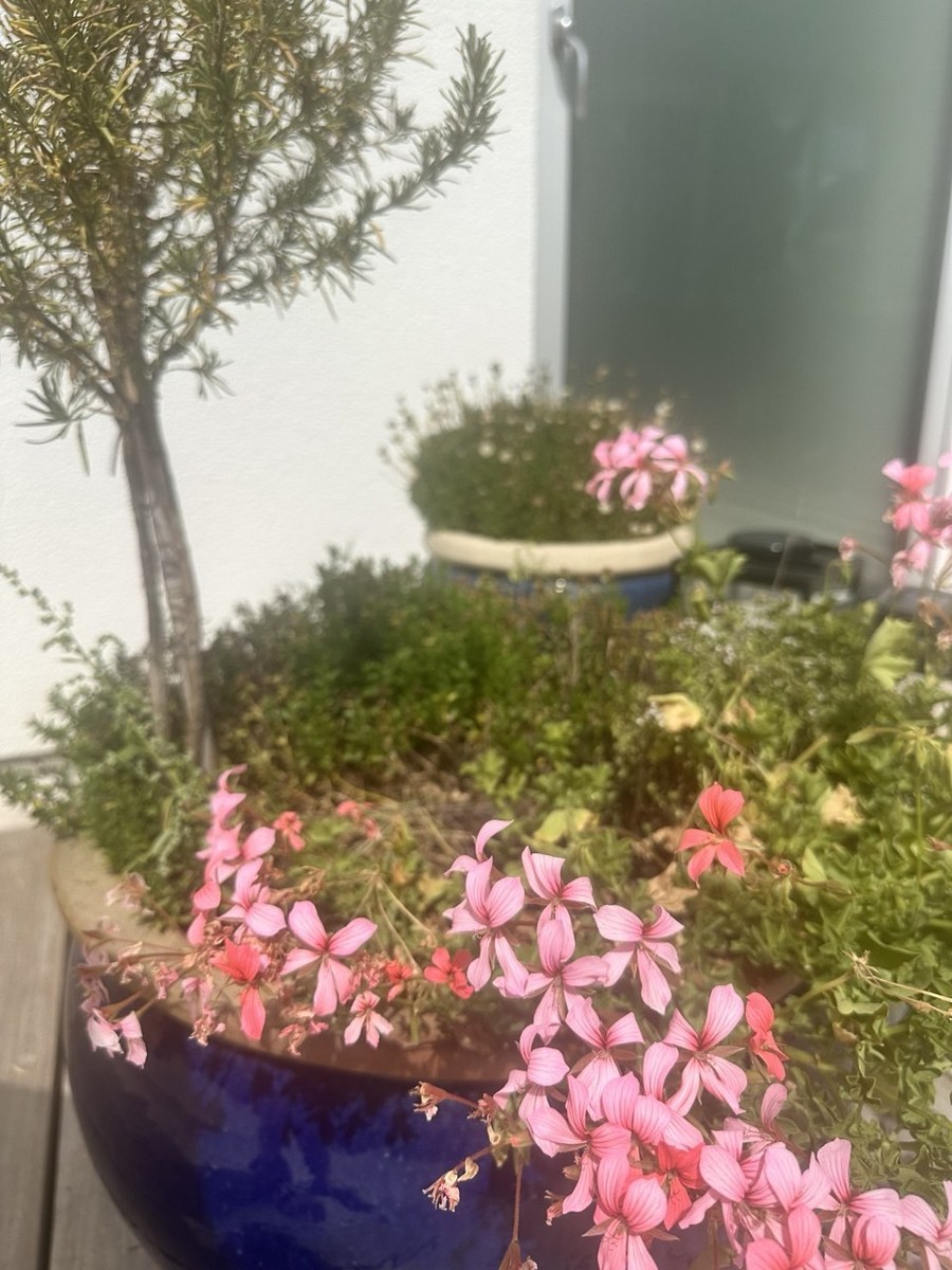 Krukker med pelargonier og rosmarin sidst i August