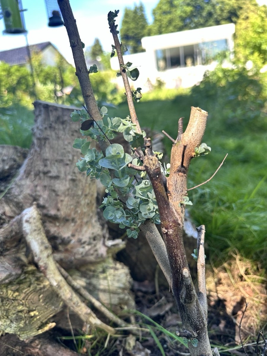 Nye sølvgrønne skud fra en nedskåret eukalyptus