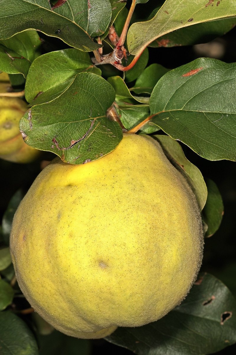 Kvæde