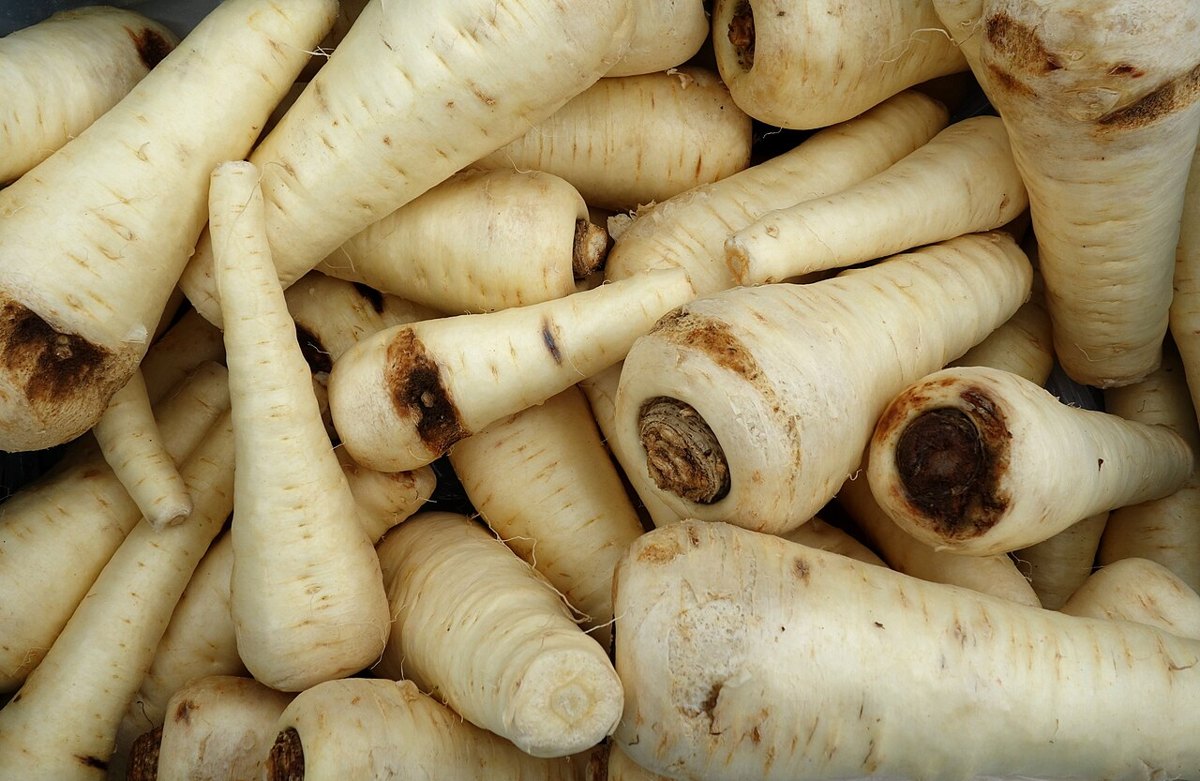 Pastinak