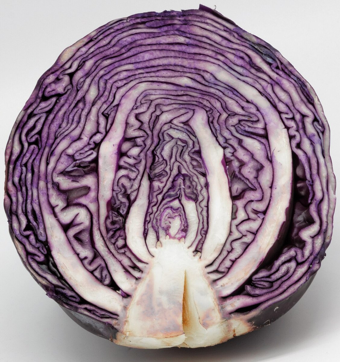 Rødkål